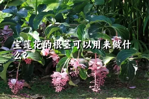 宝莲花的根茎可以用来做什么？