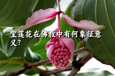 宝莲花在佛教中有何象征意义？