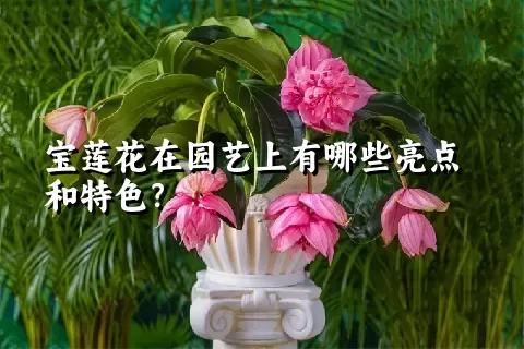 宝莲花在园艺上有哪些亮点和特色？