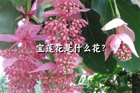 宝莲花是什么花？