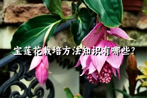 宝莲花栽培方法知识有哪些？