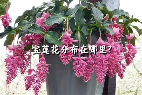 宝莲花分布在哪里?