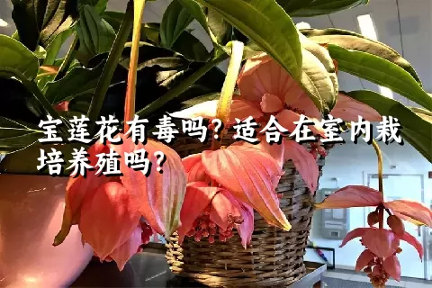 宝莲花有毒吗？适合在室内栽培养殖吗？