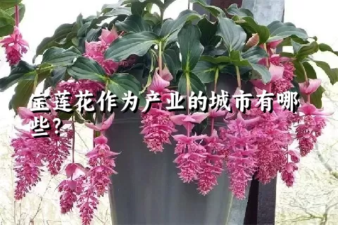 宝莲花作为产业的城市有哪些？