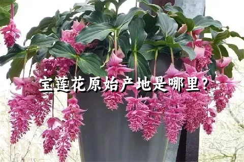 宝莲花原始产地是哪里？