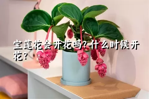 宝莲花会开花吗？什么时候开花？