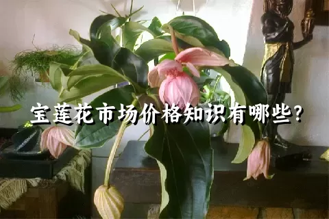 宝莲花市场价格知识有哪些？