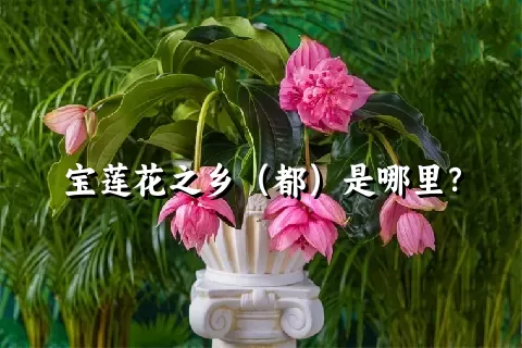 宝莲花之乡（都）是哪里？