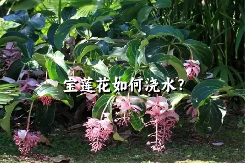 宝莲花如何浇水？