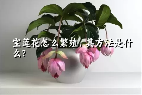 宝莲花怎么繁殖，其方法是什么？