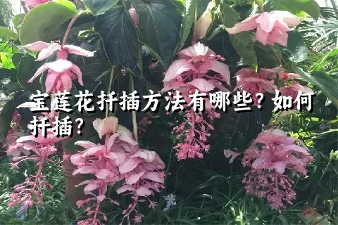 宝莲花扦插方法有哪些？如何扦插？