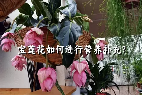 宝莲花如何进行营养补充？