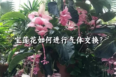 宝莲花如何进行气体交换？