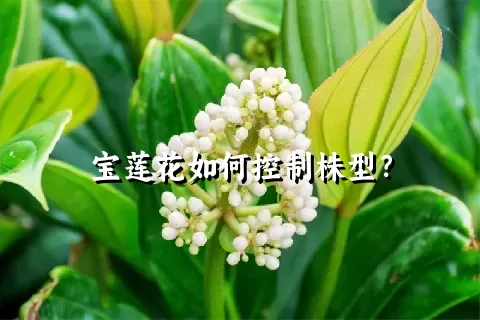 宝莲花如何控制株型？