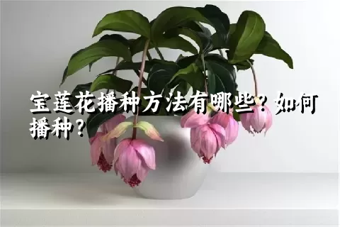 宝莲花播种方法有哪些？如何播种？