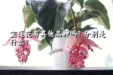 宝莲花有其他品种吗？分别是什么？