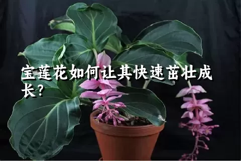 宝莲花如何让其快速茁壮成长？