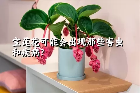 宝莲花可能会出现那些害虫和疾病？