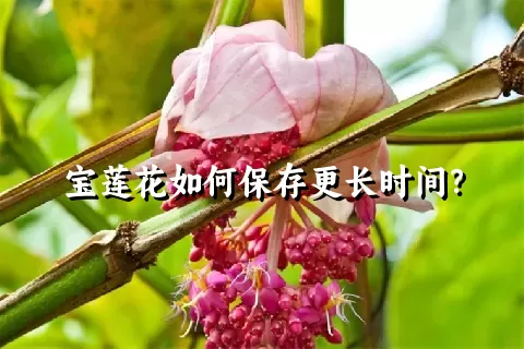 宝莲花如何保存更长时间？