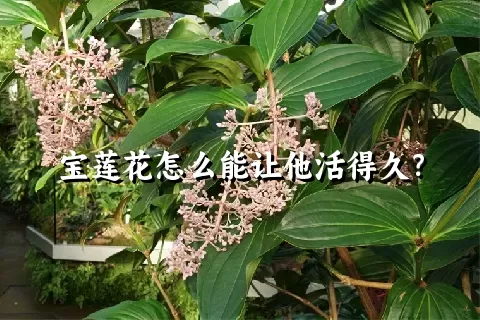 宝莲花怎么能让他活得久？