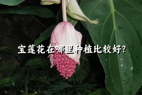 宝莲花在哪里种植比较好？