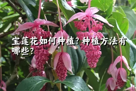 宝莲花如何种植？种植方法有哪些？