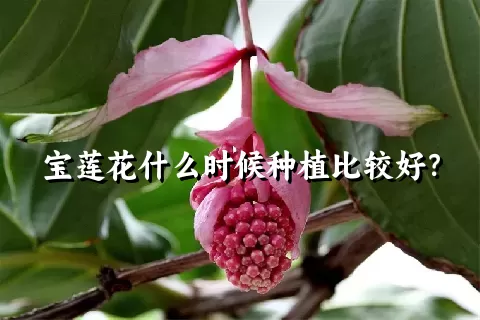 宝莲花什么时候种植比较好？