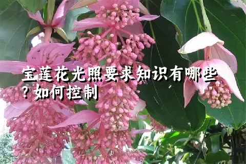 宝莲花光照要求知识有哪些？如何控制