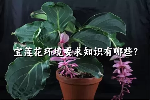 宝莲花环境要求知识有哪些？