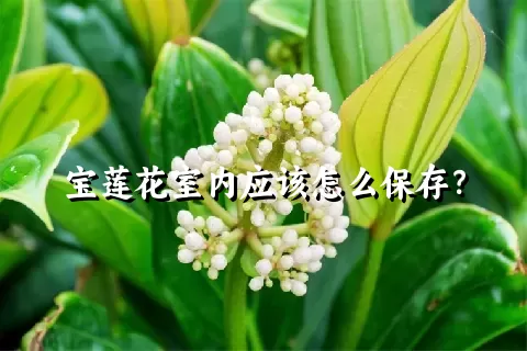 宝莲花室内应该怎么保存？