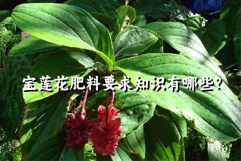 宝莲花肥料要求知识有哪些？