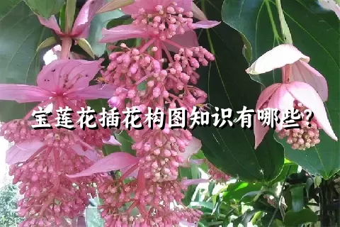 宝莲花插花构图知识有哪些？