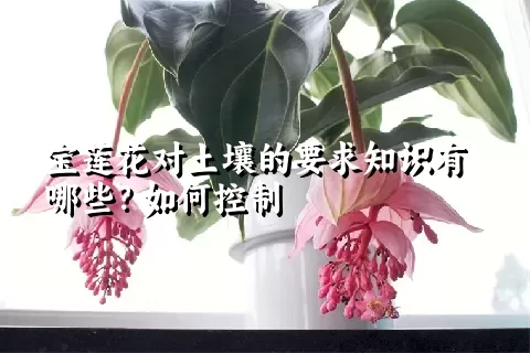 宝莲花对土壤的要求知识有哪些？如何控制