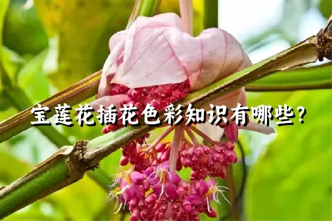 宝莲花插花色彩知识有哪些？