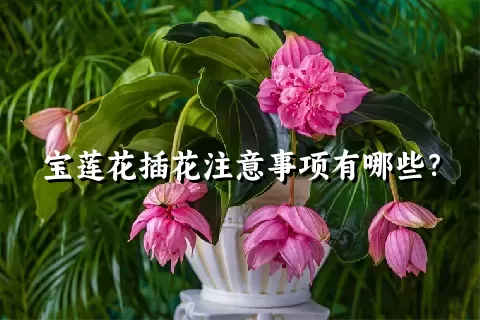 宝莲花插花注意事项有哪些？