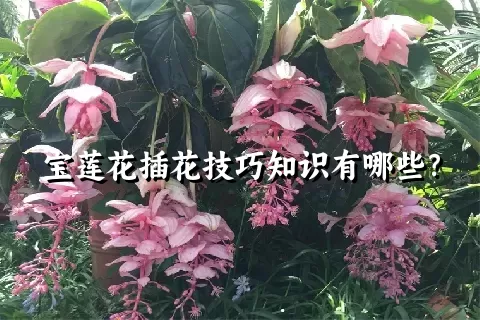 宝莲花插花技巧知识有哪些？