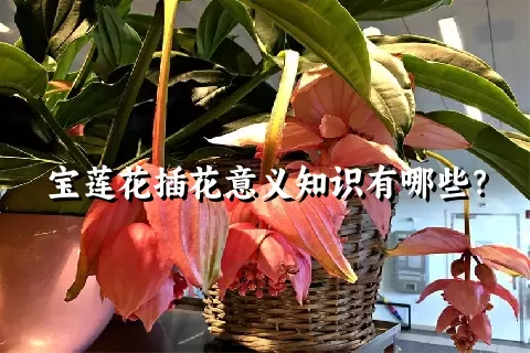 宝莲花插花意义知识有哪些？