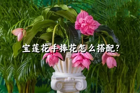 宝莲花手捧花怎么搭配？