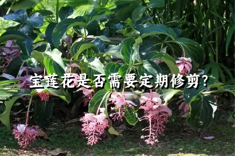 宝莲花是否需要定期修剪？