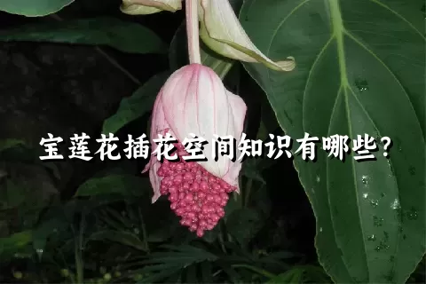 宝莲花插花空间知识有哪些？