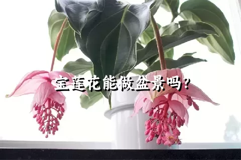 宝莲花能做盆景吗？