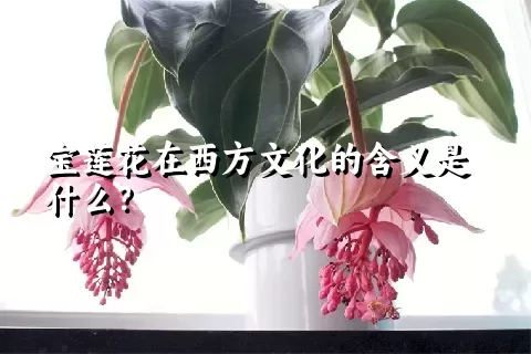 宝莲花在西方文化的含义是什么？