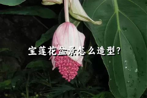 宝莲花盆景怎么造型？