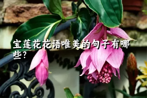 宝莲花花语唯美的句子有哪些？