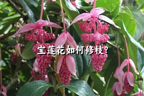 宝莲花如何修枝？