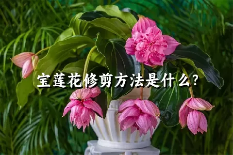 宝莲花修剪方法是什么？