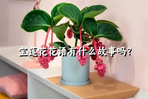 宝莲花花语有什么故事吗？