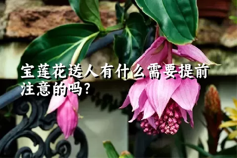 宝莲花送人有什么需要提前注意的吗？