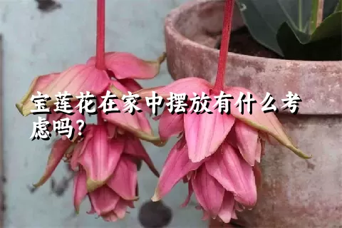 宝莲花在家中摆放有什么考虑吗？