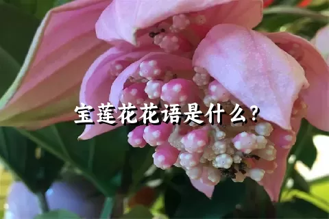 宝莲花花语是什么？